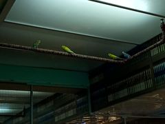 -上海大自然野生昆虫馆(东方明珠·爬宠昆虫探索中心)