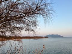 -西京湾花海