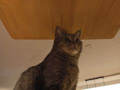 -喵园·猫主题咖啡厅·撸猫·猫咖(国贸店)