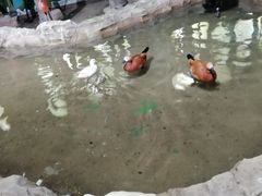 -海合安武汉极地海洋公园