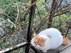 -喵屿·大理花园猫咖