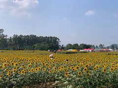 -光明小镇欢乐田园
