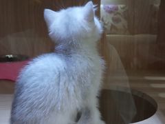 -关爱宠物医院·猫科中心·消化科(滨湖万达分院)