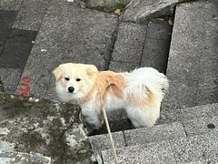 -羊羊鸡蛋仔(大学城店)