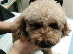 -安安宠医·安宠宠物医院