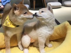 -逗柴咖啡屋·狗咖猫咖宠物桌游