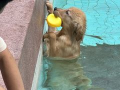 -帕帕拉兹宠物(亚洲旗舰店)