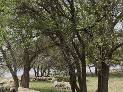 -御道口草原森林风景区