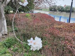 -高东镇樱花园