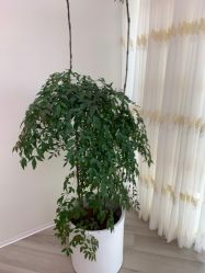 -HEYAN荷妍专业脱毛连锁机构
