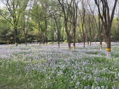 -东升八家郊野公园
