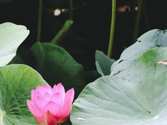 -丰台科技园生态主题公园