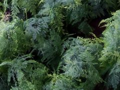 -龙大花卉苗木市场