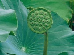 -莲花池公园