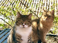 -喵屿·大理花园猫咖