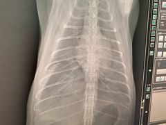 -爱侣宠医·鹦鹉专科·小型哺乳类·异宠专科(灵石路店)