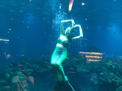 -海棠湾洲际-涛·海底餐厅·美人鱼·自助餐·海底隧道