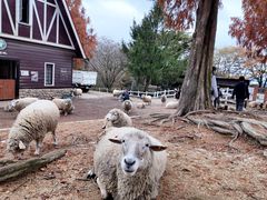 -神户市立六甲山牧场