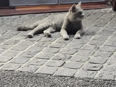 -猫岛主趣味餐厅(鼓浪屿店)