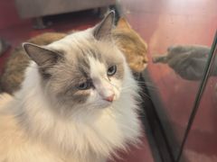 -和它·交个朋友·狗咖猫咖(爱琴海店)