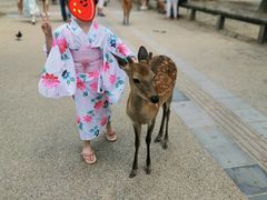 -枫雅和服体验(奈良店)