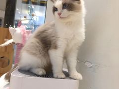 -momokira米努特·德文卷毛猫·棉花面纱犬
