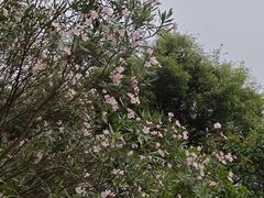 -福田红树林生态公园