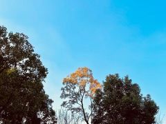 -昆山城市生态森林公园