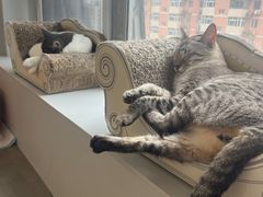 -Cappucimeow猫咪咖啡馆(韦伯时代店)
