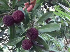 -西山樟坞健康果园枇杷杨梅采摘