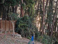 -老淳安—伴山伴湖(千岛湖开元度假村店)