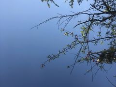 -金鸡湖桃花岛