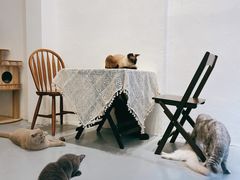 -猫友咖啡店(玉林西路店)