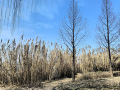 -西山漾湿地公园