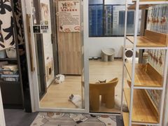 -有喵·猫咖·狗咖·30几只猫10只小狗(岗厦店)