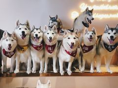 -Husky Go! 哈士奇体验馆·宠物咖啡厅狗咖