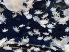 -太平洋海底世界