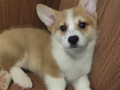 -柯斗斗主题餐厅·狗咖·围炉煮茶·茶饮(国瑞升平里店)