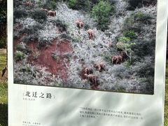-野象谷景区