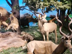 -国家自然博物馆