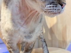 -momokira米努特·德文卷毛猫·棉花面纱犬