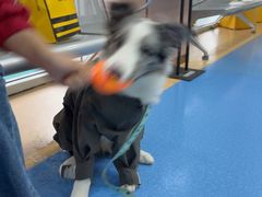 -天使宠物医院·犬猫分诊(彩虹店)