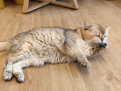 -有喵·猫咖·狗咖·30几只猫10只小狗(岗厦店)