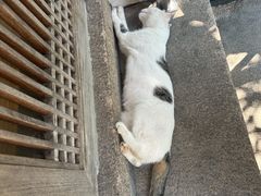 -龙华素斋(龙华路店)