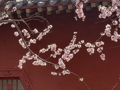 -桃花堤公园