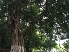 -胡里山炮台