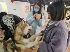 -Husky Go! 哈士奇体验馆·宠物咖啡厅狗咖