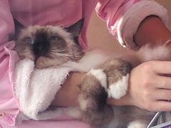 -十年猫舍·猫咪专门店(普陀店)