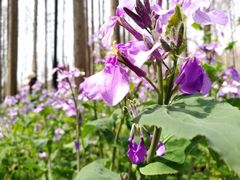 -祥源·阜阳生态乐园