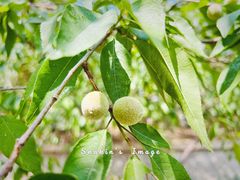 -海棠花溪(元大都城垣遗址公园)